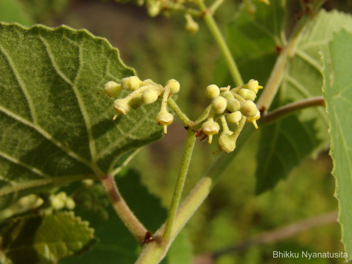 Cissus vitiginea L.